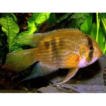 Cleithracara Maroni 3-4 cm lot de 2